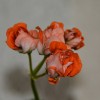 Pelargonium 'Orange Bud' - Pelargoon 'Orange Bud' P9/0,55L